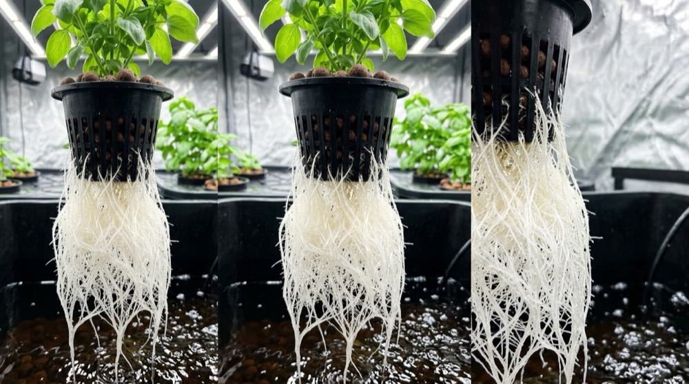 Juuriston terveys ja Pythium-juurimättään ennaltaehkäisy vesiviljelyssä (2026)