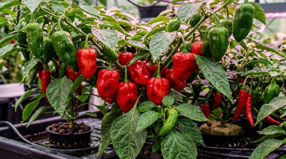 Chilin ja tomaatin ravinnepuutokset – Kuvitettu vianmääritysopas (2026)